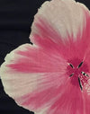 Acquerello floreale nero e rosa