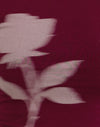 Rosa sfumata di Borgogna