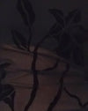le orchidee si accalcano di nero