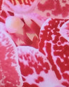 Rosa orchidea