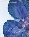 Avorio con orchidea blu