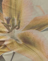 stampa giglio giallo
