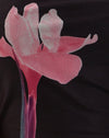 Posizionamento del fiore rosa