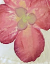 Avorio con orchidea rosa