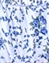 Catena di fiori blu