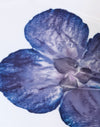 Avorio con orchidea blu