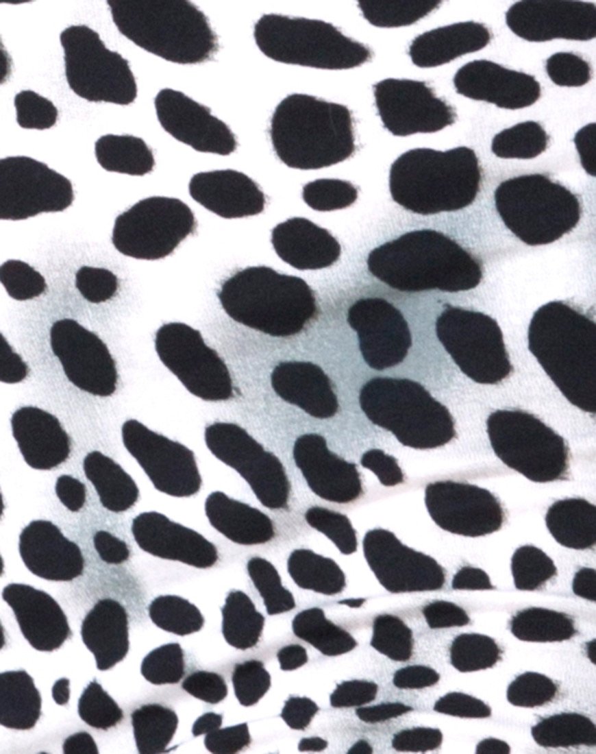 Immagine di Ciclo breve in dalmata