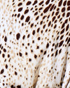 Leopardo della sabbia