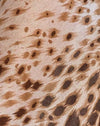 Leopardo della sabbia