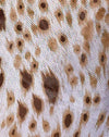 Leopardo della sabbia
