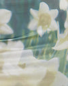 Fiore Digi